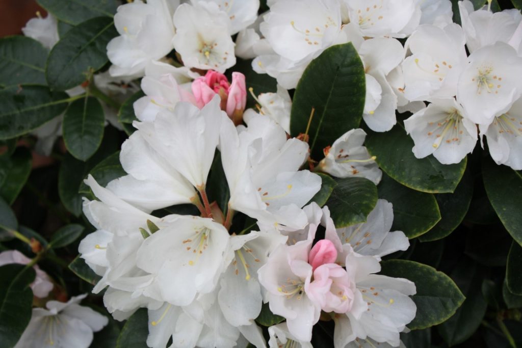 Rhododendron Senator Henry Jackson – Kilmarnock Nurseries