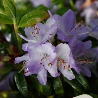 Rhododendron Senora Meldom