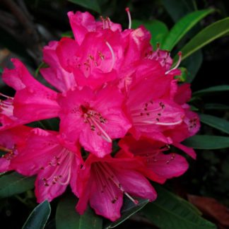 Rhododendron Sir Robert Peel