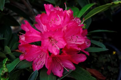 Rhododendron Sir Robert Peel