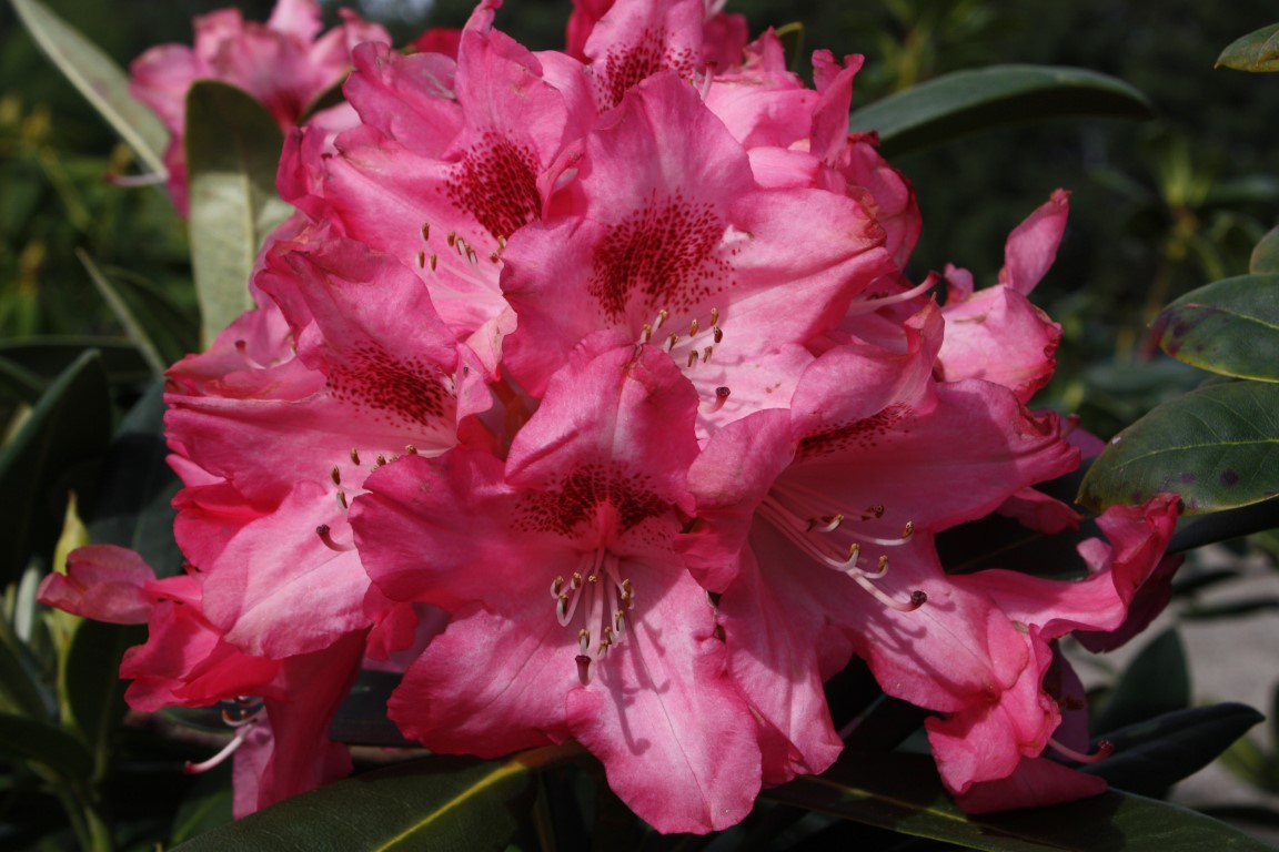 Rhododendron Sneezy – Kilmarnock Nurseries