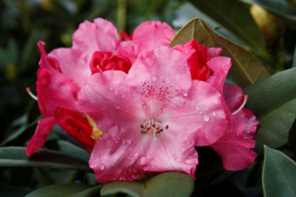 Rhododendron Solidarity