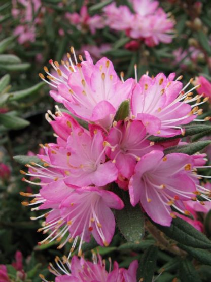 Rhododendron Spiciferum