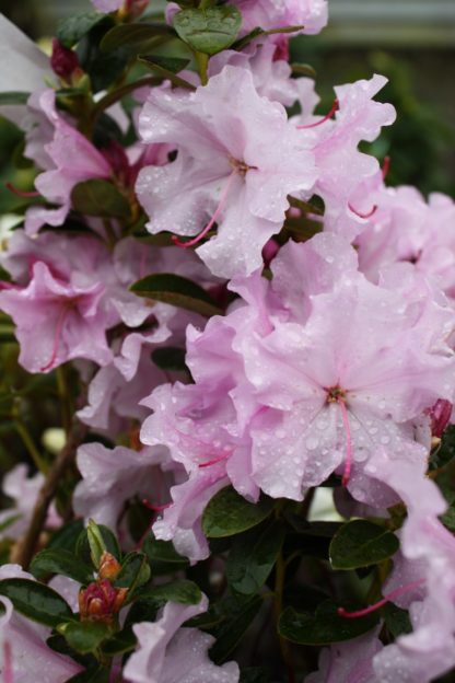 Rhododendron Spring Dance