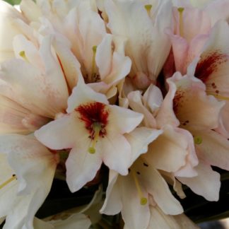 Rhododendron Starbright Champagne