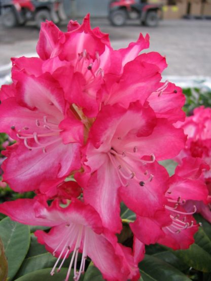 Rhododendron The President