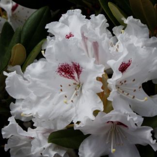 Rhododendron Tiana