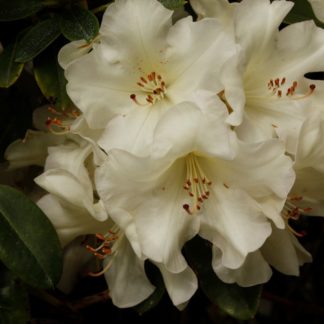 Rhododendron Unique