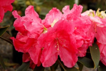 Rhododendron Unknown Warrior