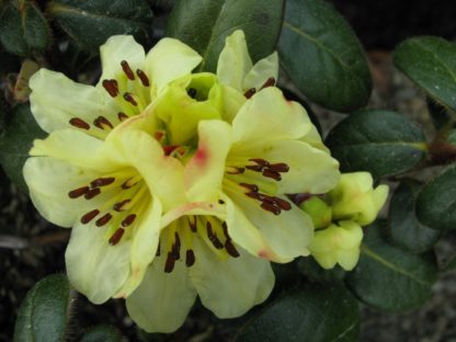 Rhododendron Valaspis