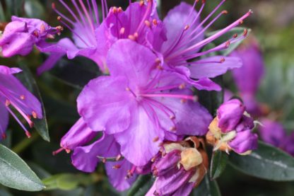 Rhododendron Vibrant Violet