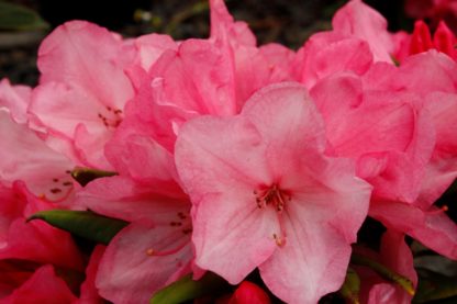 Rhododendron Wee Willy Winky