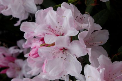 Rhododendron White Pearl