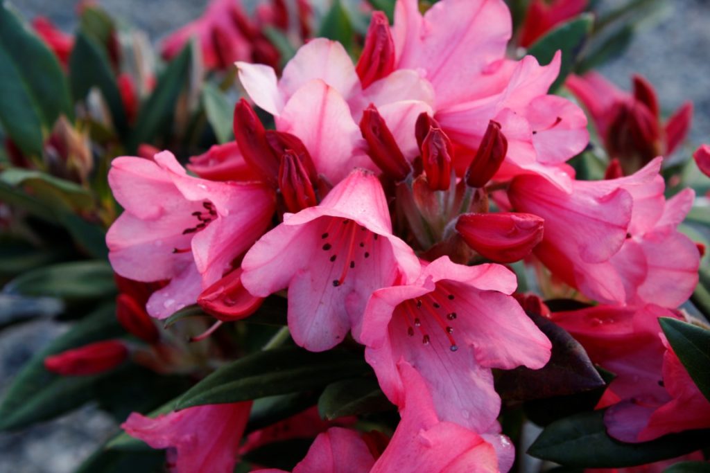 Rhododendron Winsome – Kilmarnock Nurseries