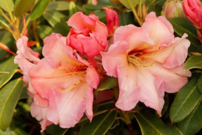 Rhododendron Wind Song
