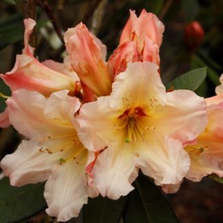 Rhododendron Woody Peach