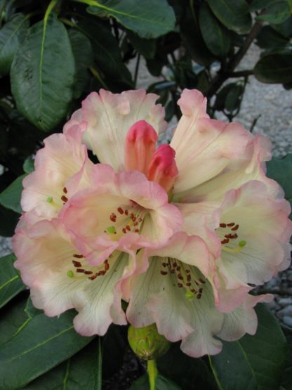 Rhododendron Yellow Moon