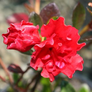 Azalea Red Light