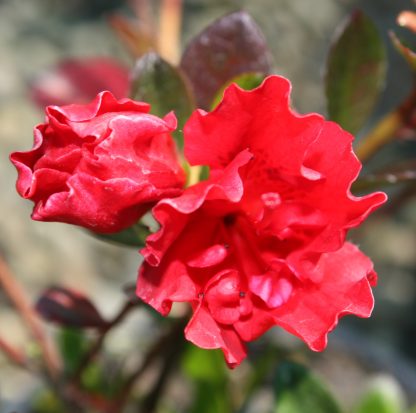 Azalea Red Light