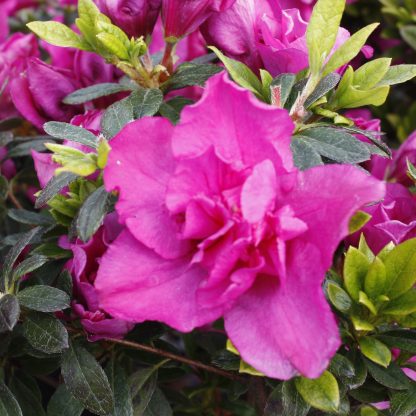 Azalea Violacea Multiflora