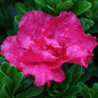 Azalea Waeles Beauty