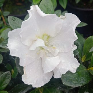 Azalea White Schame