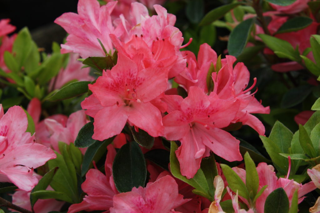 Azalea Blaauws Pink – Kilmarnock Nurseries