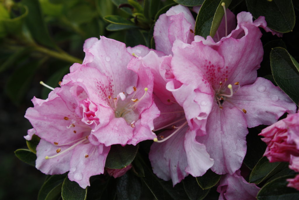 Azalea Constance – Kilmarnock Nurseries