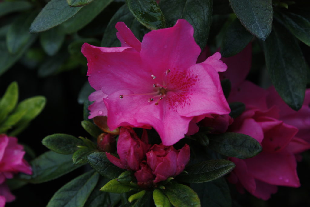 Azalea Garden Party Kilmarnock Nurseries