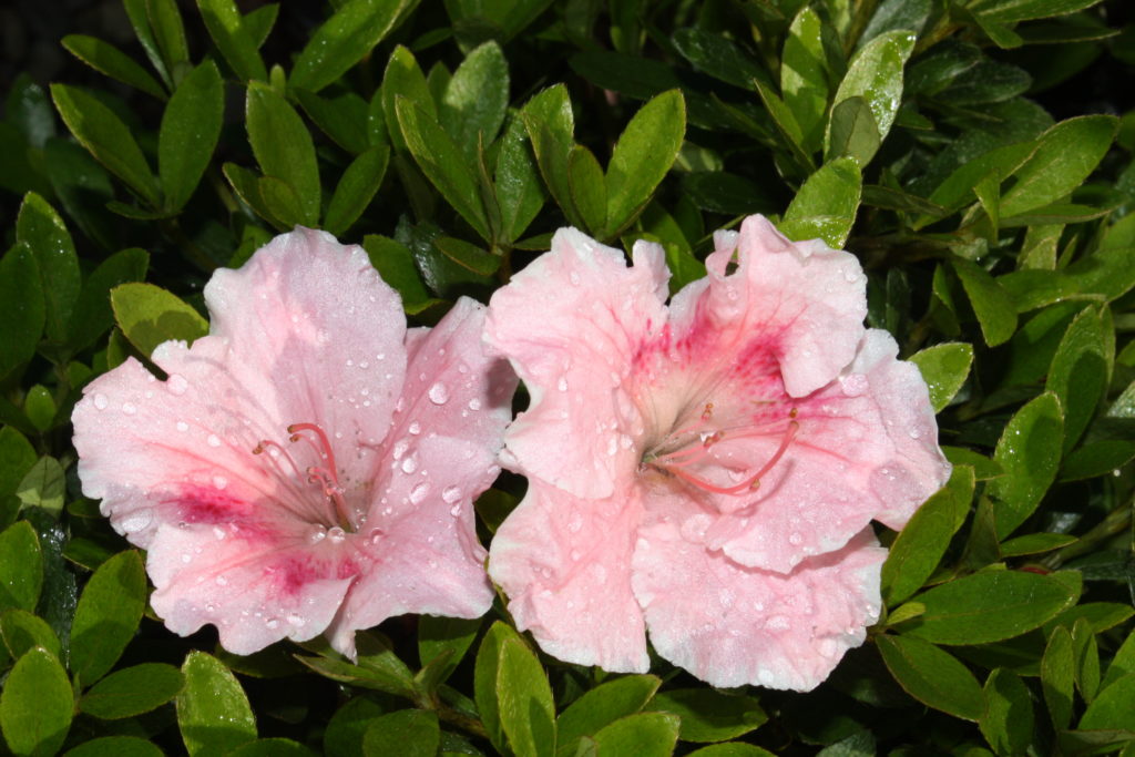 Azalea Gumpo Pink – Kilmarnock Nurseries