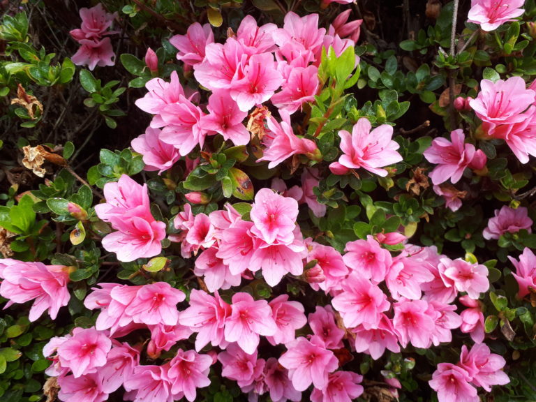 Azalea Kirin – Kilmarnock Nurseries