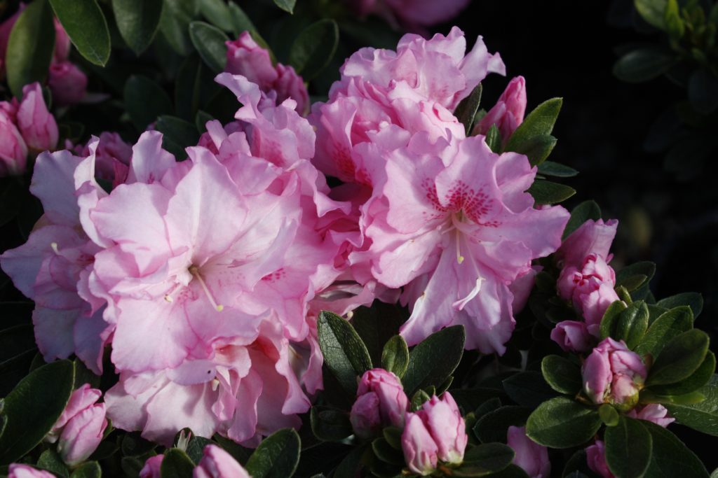 Azalea Rose Queen – Kilmarnock Nurseries