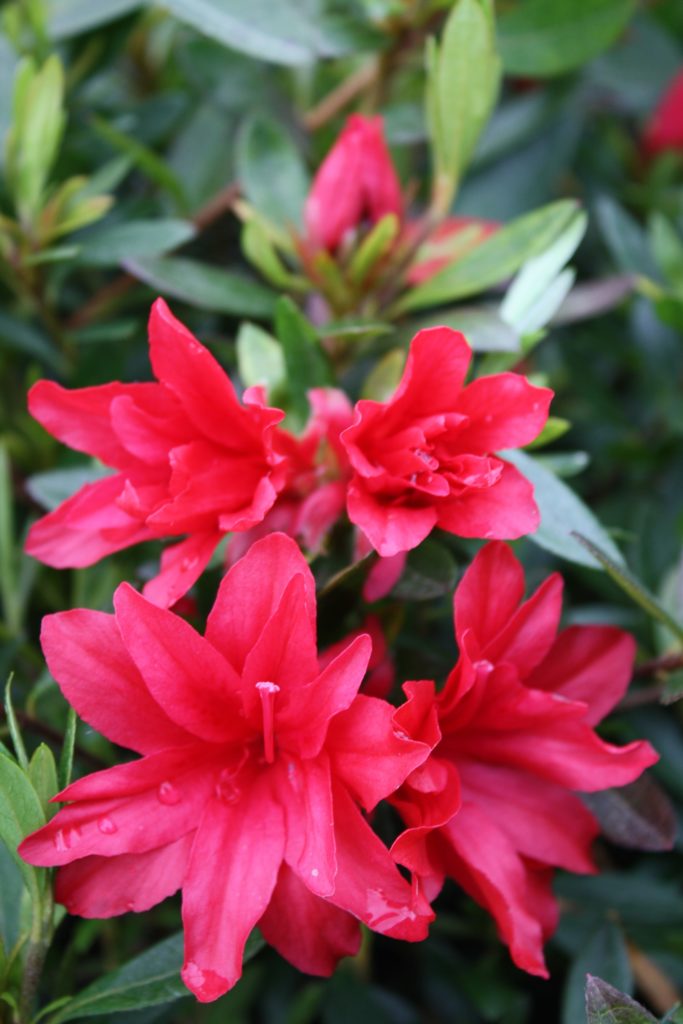 Azalea Scarlet Prince – Kilmarnock Nurseries