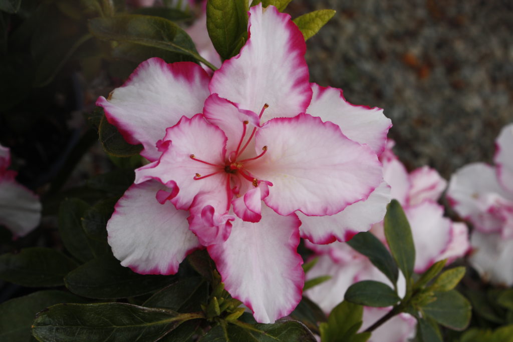 Azalea The Teacher Kilmarnock Nurseries