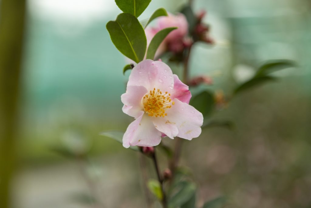 Camellia Fairy Blush Kilmarnock Nurseries