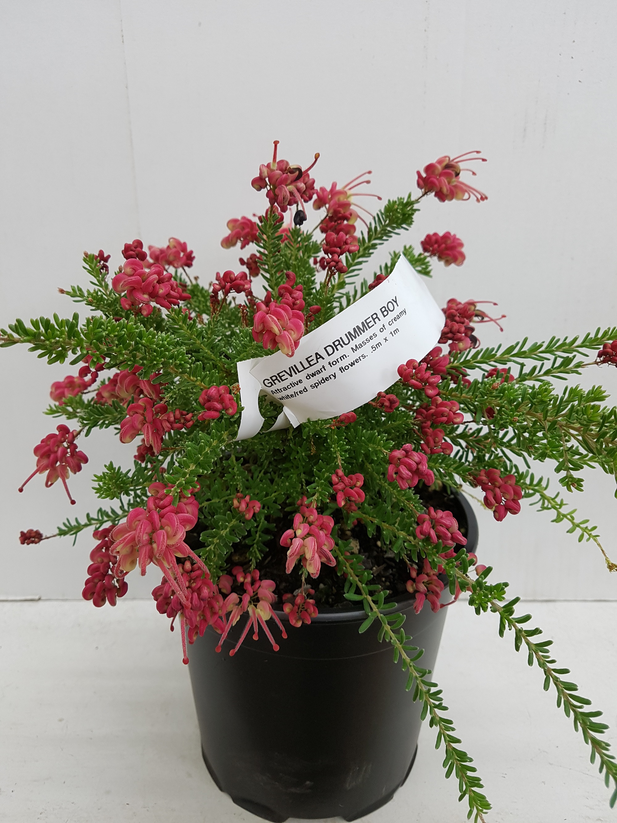 Grevillea Drummer Boy – Kilmarnock Nurseries