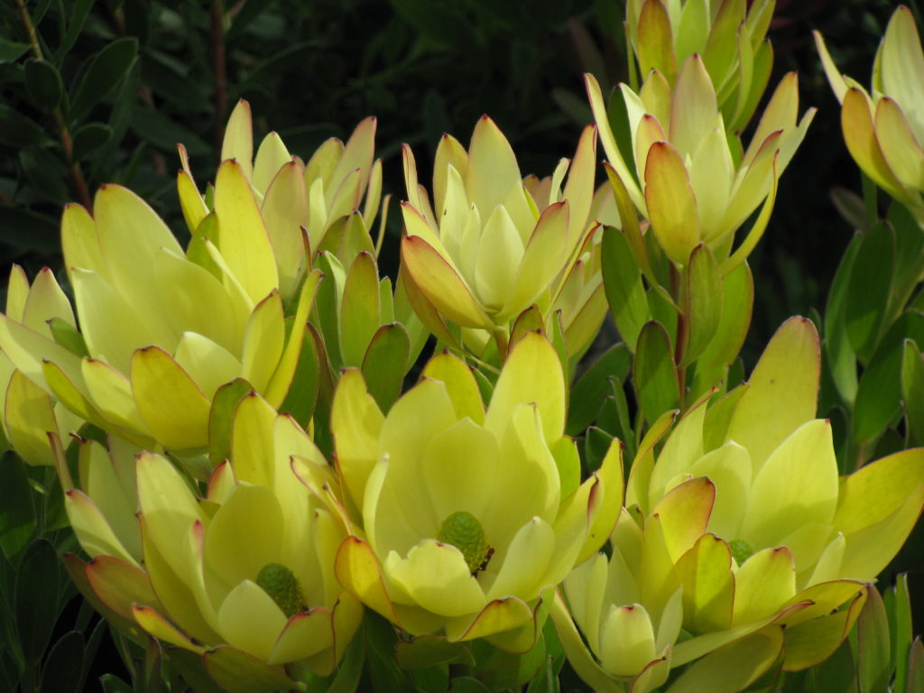 Leucadendron Golden Tulip – Kilmarnock Nurseries