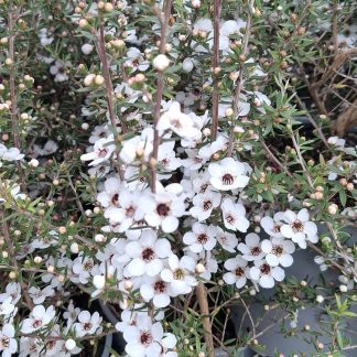Leptospermum Wiri Susan