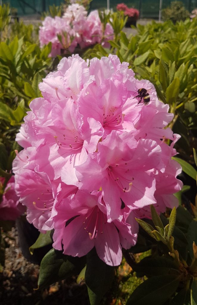 Rhododendron Alice Kilmarnock Nurseries
