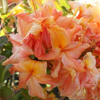 Azalea Mollis Delectable