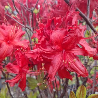 Azalea Mollis Red Gem
