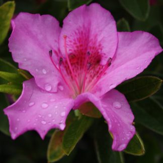 Azalea Magnifica Rosea