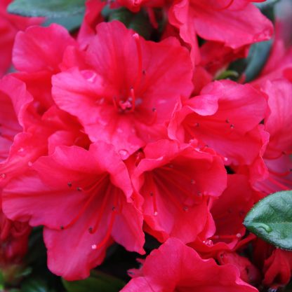 Azalea Miss Suzie