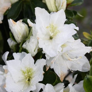 Azalea Snow