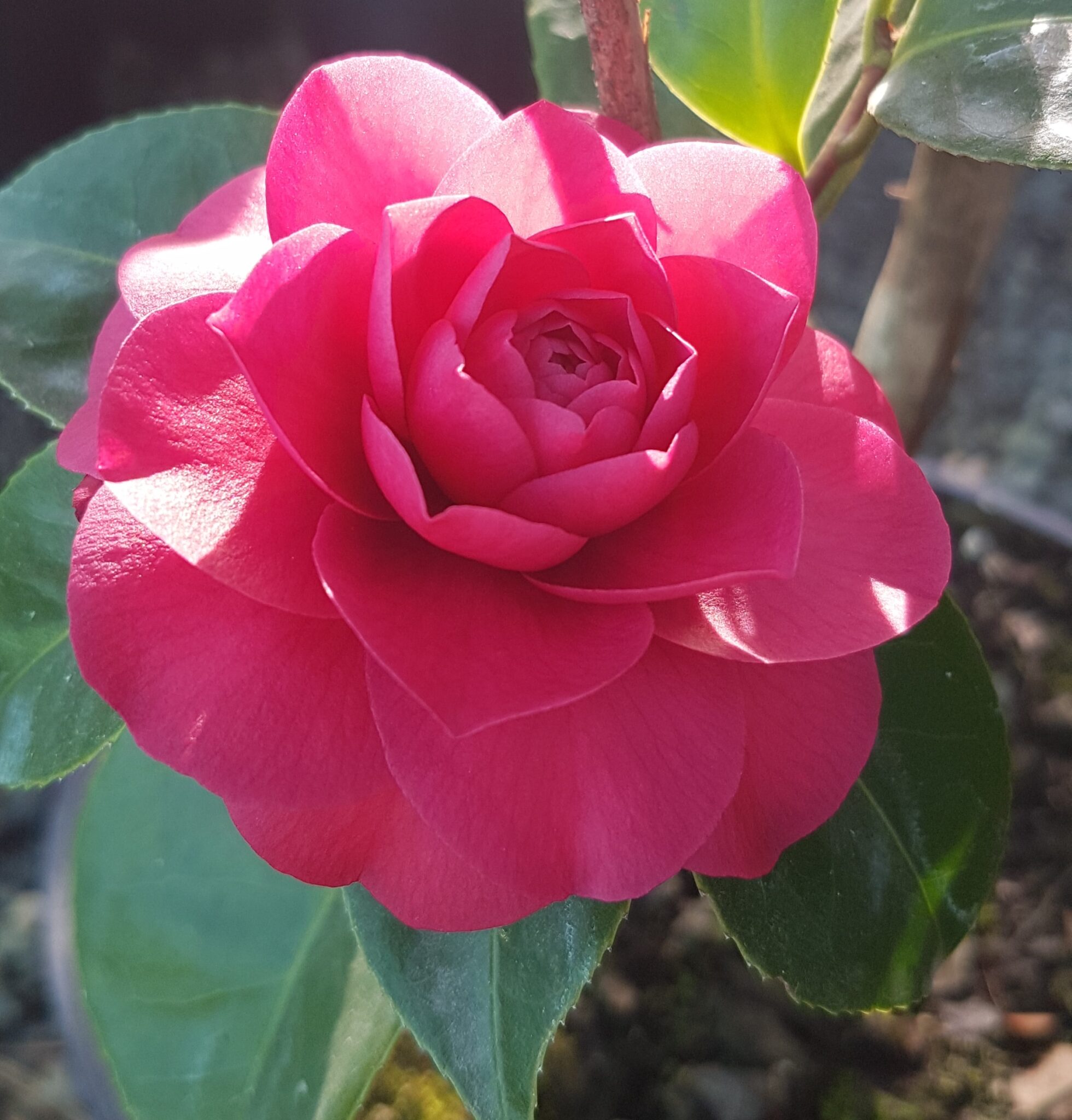 Camellia Japonica Roger Hall – Kilmarnock Nurseries