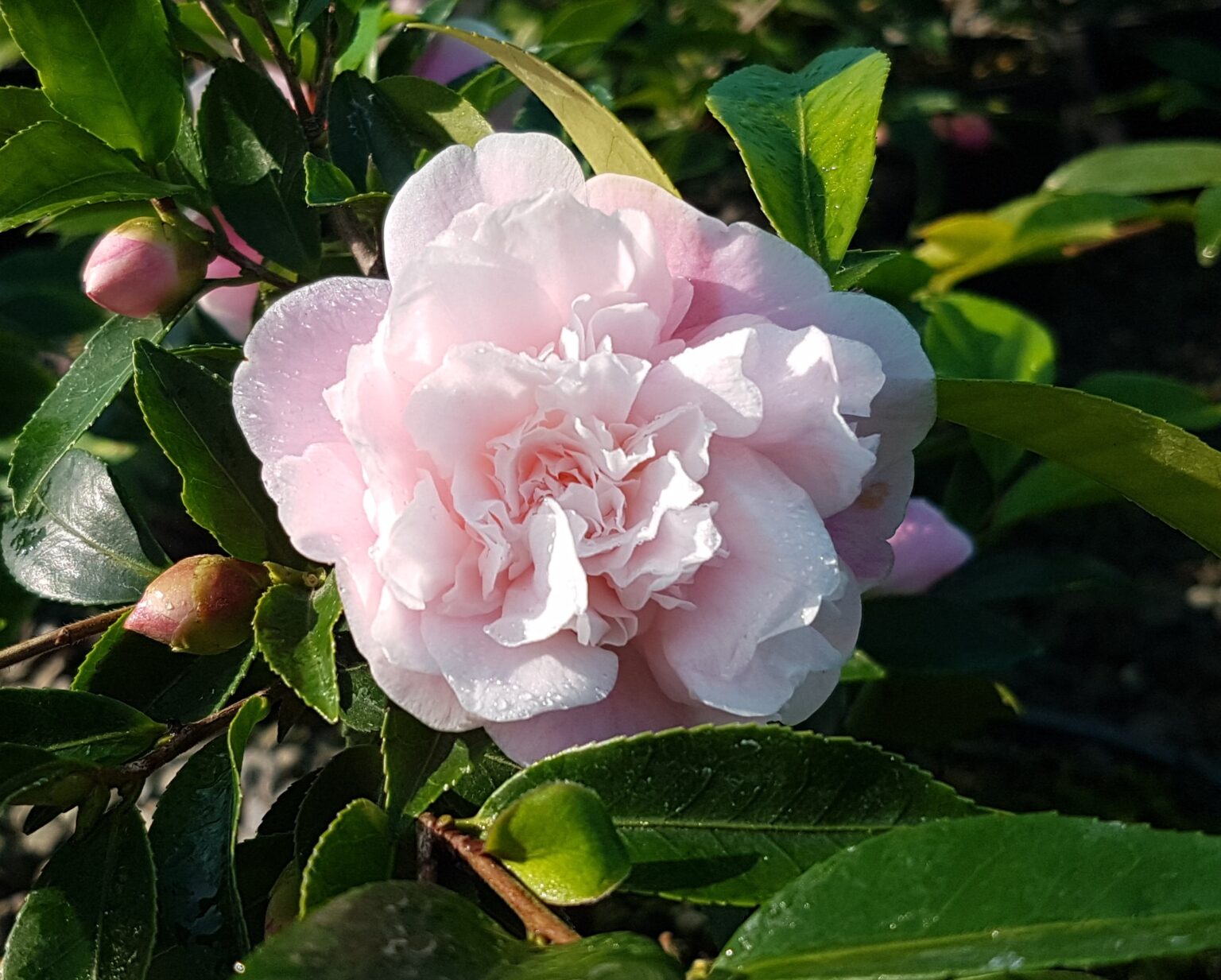 Camellia Sweet Emily Kate Kilmarnock Nurseries