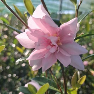 Camellia Cotton Candy