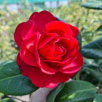 Camellia Les Jury