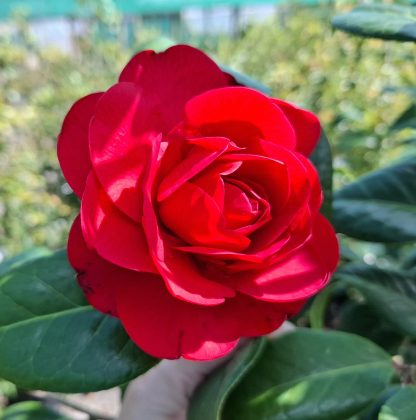 Camellia Les Jury