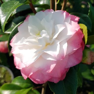 Camellia Nuccios Pearl